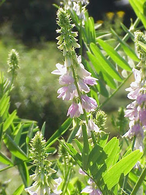 Galega officinalis,
Avanese,
Capraggine,
galega,
goat's rue,
goat's-rue,
goatsrue,
professor-weed,
professorweed