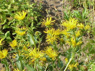 Curly-head goldenweed Curly-head goldenweed