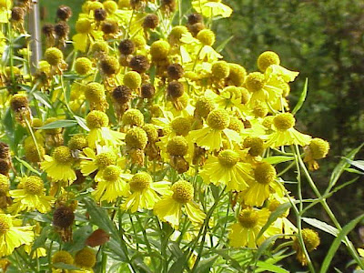 H�l&eacute;nie automnale