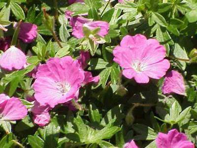 Bloody geranium Bloody geranium