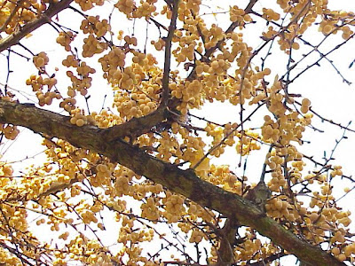 Common ginkgo Common ginkgo