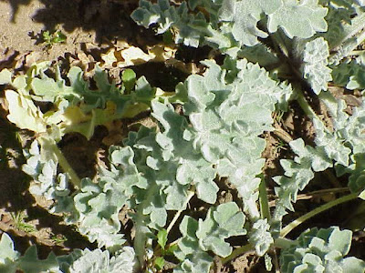 Red horned-poppy Red horned-poppy
