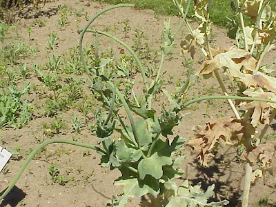Horned-poppy Horned-poppy