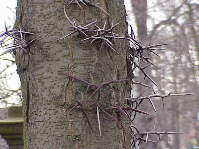 Chinese Honey Locust Chinese Honey Locust