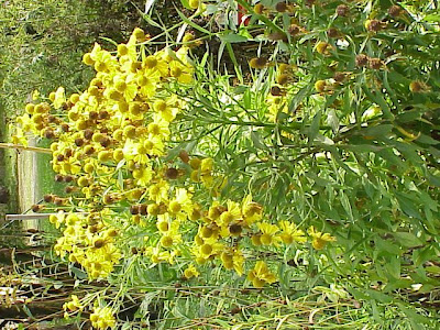 H�l&eacute;nie automnale