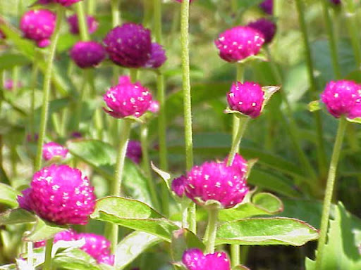 amor seco. amor seco (Scientific name: Gomphrena globosa) Permission granted to use under GFDL by Kurt Stueber.