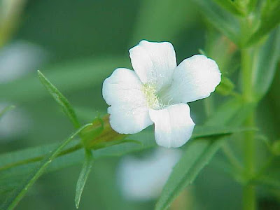 Gratiola,
hedge hyssop,
Hedge Nettle,
hedgehyssop