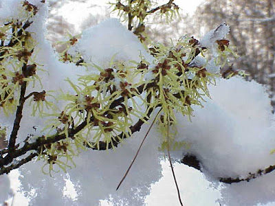 Chinese witch-hazel Chinese witch-hazel