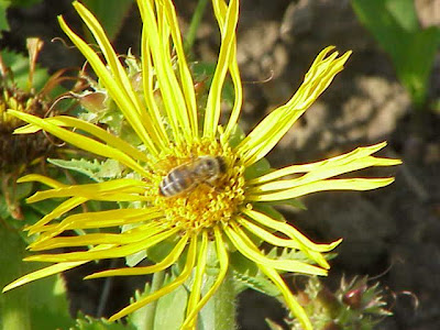 Curly-head goldenweed Curly-head goldenweed