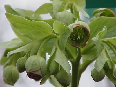 Helleborus foetidus L.