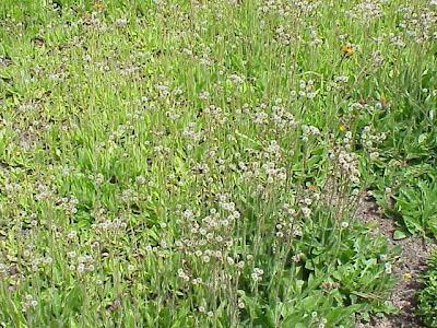 Fox-and-cubs