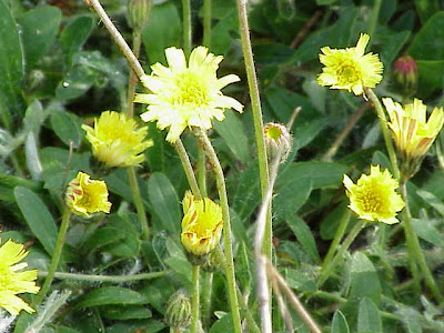 Mouse-ear hawkweed Mouse-ear hawkweed