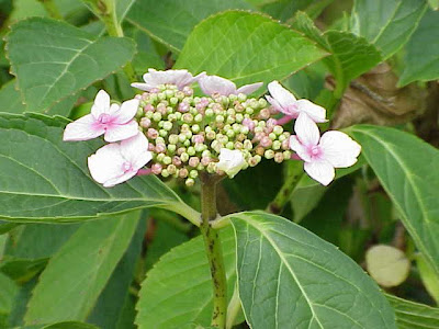 Hortênsia Hortênsia