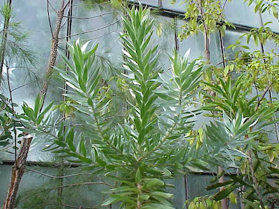 Cape silver-tree Cape silver-tree