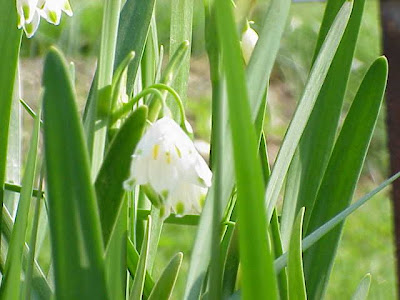 Leucojum aestivum L.