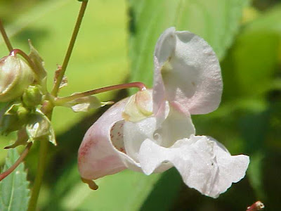 Balsamina ghiandolosa Balsamina ghiandolosa