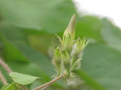 Tall morning-glory