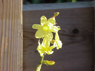 Jasminum nudiflorum,
jasmim-amarelo,
winter jasmine