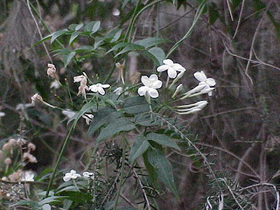 Jasminum polyanthum,
duo hua su xin