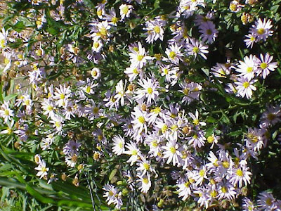 Kalimeris incisa