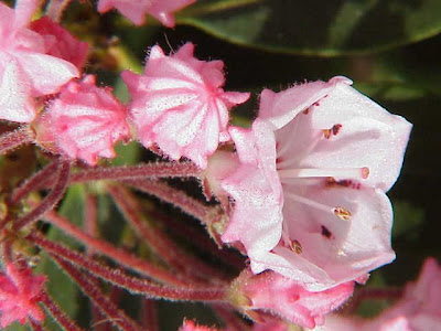 Kalmia latifolia,
calico-bush,
mountain laurel,
mountain-laurel,
spoonwood
