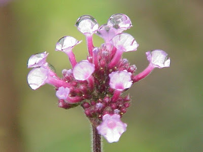 Erva-de-grilo