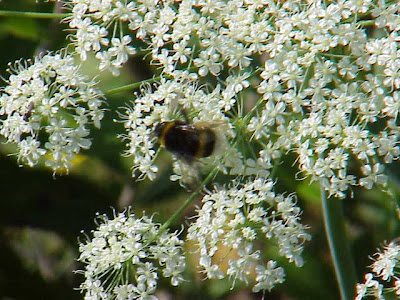 Broad Leaved Sermountain Broad Leaved Sermountain