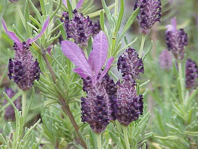 Lavandula stoechas L.