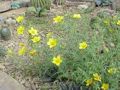 Lindley's blazingstar Lindley's blazingstar