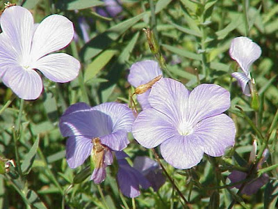 Blue Flax Blue Flax