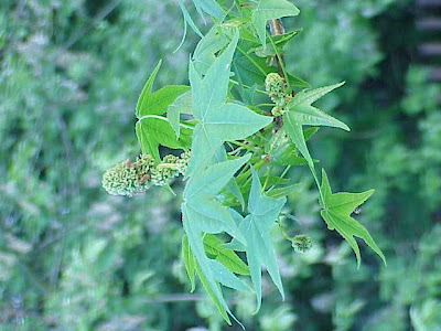 Guldenbaum