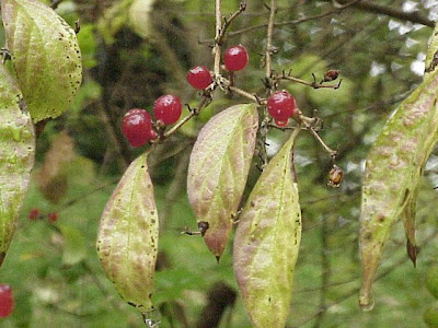 Bush honeysuckle Bush honeysuckle