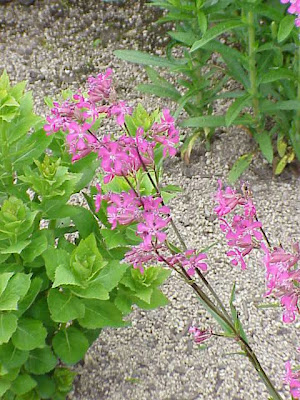 Clammy campion Clammy campion