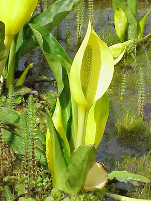 American skunkcabbage American skunkcabbage