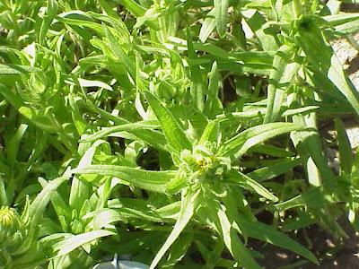Madia sativa,
Chilean tarweed,
coast tarweed,
madi,
madia,
madia-oil-plant,
Madie,
madie cultiv&eacute;e,
madie olif&egrave;re,
melosa,
tarweed,
&Ouml;lmadie