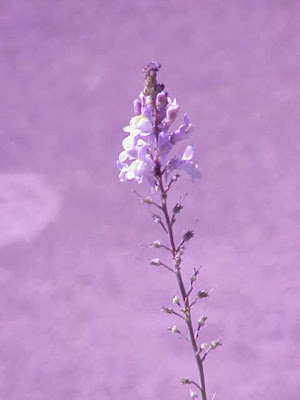 Baby Snapdragon