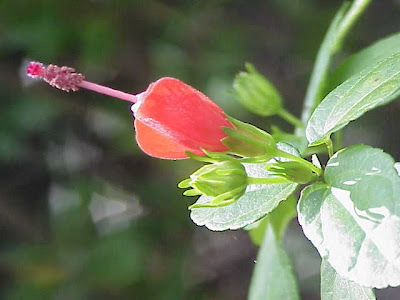 Flor de santos Flor de santos