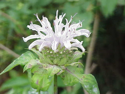 Wild bergamot Wild bergamot