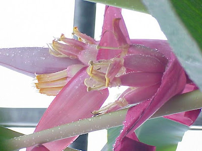 Bananeira-ornamental Bananeira-ornamental