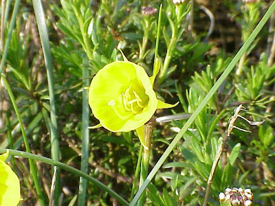 Narcissus bulbocodium bulbocodium