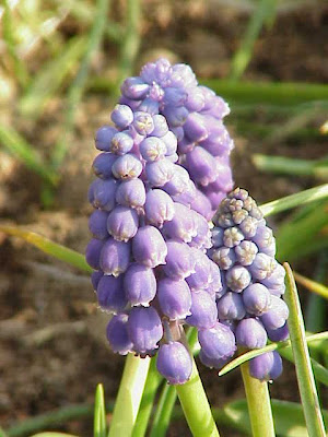 Muscari azzurro
