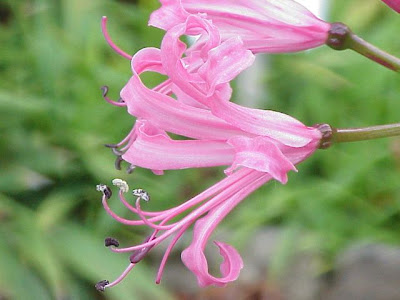 Nerine,
nerine