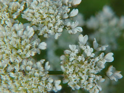 Finocchio acquatico comune