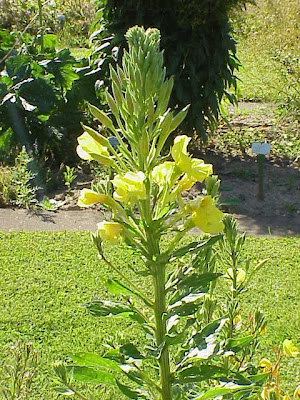 Evening Primrose Evening Primrose