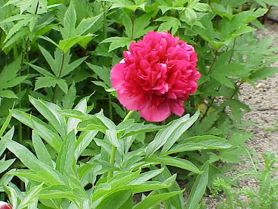 Paeonia officinalis,
common peony,
cottage peony,
echte Pfingstrose,
European peony,
pae&ocirc;nia,
Peonia,
Peonia selvatica,
piney,
pivoine officinale