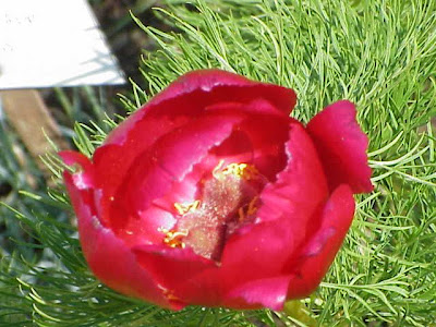 Paeonia tenuifolia,
fringed peony,
pivoine &agrave; feuilles menues