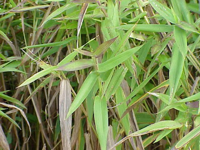 Deer-tongue witchgrass Deer-tongue witchgrass