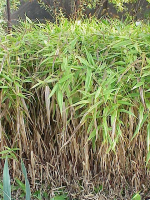 Deer-tongue witchgrass Deer-tongue witchgrass