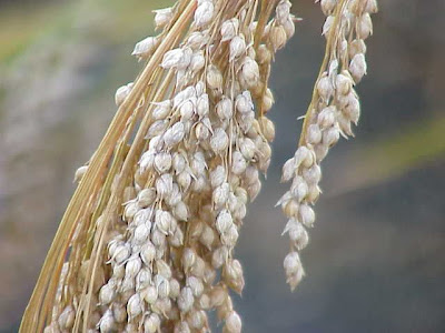 Echte Hirse Echte Hirse