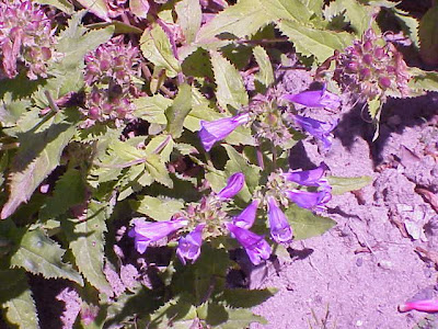 Hairy beardtongue